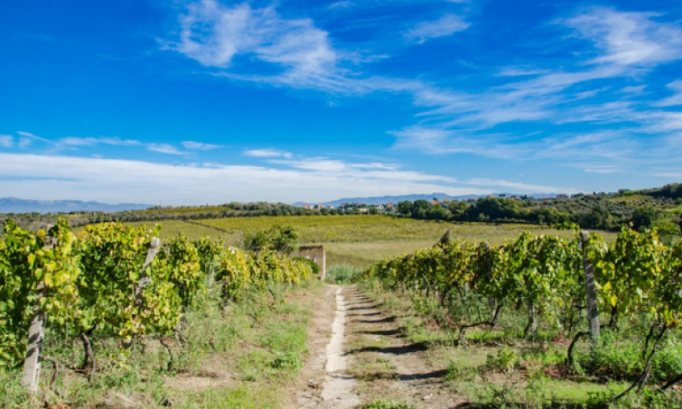 WINE Tasting (Wine Tasting Experience)